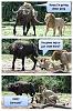 Click image for larger version. 

Name:	lion.jpg 
Views:	263 
Size:	91.6 KB 
ID:	83133