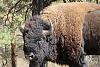 Click image for larger version. 

Name:	buffalo 2.jpg 
Views:	199 
Size:	267.6 KB 
ID:	83307