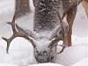 Click image for larger version. 

Name:	Deer 2.jpg 
Views:	143 
Size:	205.5 KB 
ID:	83528
