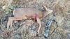 Click image for larger version. 

Name:	2020-Buck-DeadmanCoffintop.jpg 
Views:	166 
Size:	257.3 KB 
ID:	83661