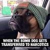 Click image for larger version. 

Name:	Silly-stuff-narc-dog.jpg 
Views:	234 
Size:	25.2 KB 
ID:	85305