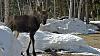 Click image for larger version. 

Name:	3-19-21-Cow-calf.jpg 
Views:	163 
Size:	182.5 KB 
ID:	85544