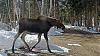 Click image for larger version. 

Name:	3-19-21-Yearling-Cow-Moose.jpg 
Views:	165 
Size:	224.3 KB 
ID:	85545