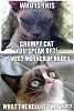 Click image for larger version. 

Name:	grumpycat hades.jpg 
Views:	290 
Size:	73.4 KB 
ID:	85783
