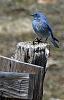 Click image for larger version. 

Name:	Mountain-Bluebird-5-6-21.jpg 
Views:	179 
Size:	226.3 KB 
ID:	86086