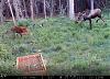 Click image for larger version. 

Name:	Cow-&-calf-in-meadow-6-19-2.jpg 
Views:	190 
Size:	252.1 KB 
ID:	86542