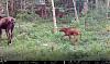 Click image for larger version. 

Name:	New-calf-6-19-21.jpg 
Views:	190 
Size:	212.8 KB 
ID:	86543