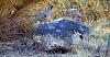 Click image for larger version. 

Name:	Gambel's-Quail-19chicks.jpg 
Views:	148 
Size:	250.4 KB 
ID:	86661