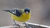 Click image for larger version. 

Name:	Lesser-Goldfinch-6-24-21.jpg 
Views:	147 
Size:	56.2 KB 
ID:	86663