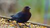 Click image for larger version. 

Name:	Brown-headed-Cowbird-6-24-21.jpg 
Views:	147 
Size:	199.5 KB 
ID:	86664