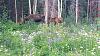 Click image for larger version. 

Name:	Moose-in-the-hummingbird-meadow.jpg 
Views:	147 
Size:	253.2 KB 
ID:	86828