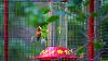 Click image for larger version. 

Name:	Rufous-at-the-trap-7-17-21.jpg 
Views:	152 
Size:	106.1 KB 
ID:	86837