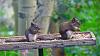 Click image for larger version. 

Name:	Mama-&-baby-pne-squirrels.jpg 
Views:	150 
Size:	243.2 KB 
ID:	86838