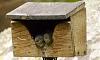 Click image for larger version. 

Name:	Ready-to-fledge-7-17-21.jpg 
Views:	147 
Size:	93.7 KB 
ID:	86840