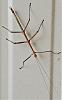 Click image for larger version. 

Name:	Bug 2.jpg 
Views:	109 
Size:	140.9 KB 
ID:	87104
