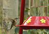 Click image for larger version. 

Name:	Calliope-HY-male-8-7-21.jpg 
Views:	140 
Size:	249.7 KB 
ID:	87112