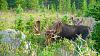 Click image for larger version. 

Name:	Bulls-in-Velvet.jpg 
Views:	119 
Size:	210.0 KB 
ID:	87137