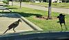 Click image for larger version. 

Name:	Bird 1.jpg 
Views:	157 
Size:	113.9 KB 
ID:	87492