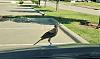 Click image for larger version. 

Name:	Bird 2.jpg 
Views:	152 
Size:	100.4 KB 
ID:	87493