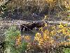 Click image for larger version.&nbsp;

Name:	moose 4.jpg&nbsp;
Views:	26&nbsp;
Size:	225.7 KB&nbsp;
ID:	8763
