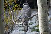 Click image for larger version. 

Name:	Northern-Goshawk-10-14-21.jpg 
Views:	111 
Size:	116.6 KB 
ID:	87929