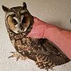 Click image for larger version. 

Name:	Long-eared-Owl-11-9-2021.jpg 
Views:	151 
Size:	206.8 KB 
ID:	88327