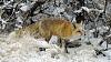 Click image for larger version. 

Name:	Fox-hunting-birds-12-28-21.jpg 
Views:	185 
Size:	170.4 KB 
ID:	88929
