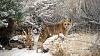 Click image for larger version. 

Name:	Red-Fox-12-28-21.jpg 
Views:	187 
Size:	211.0 KB 
ID:	88930