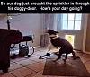 Click image for larger version. 

Name:	dog sprinkler doggy door.jpg 
Views:	287 
Size:	64.7 KB 
ID:	88971