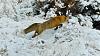 Click image for larger version. 

Name:	Fox-hunting-1-1-2022.jpg 
Views:	145 
Size:	152.5 KB 
ID:	89032