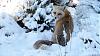 Click image for larger version. 

Name:	Fox-watching 1-1-22.jpg 
Views:	144 
Size:	125.7 KB 
ID:	89034