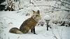 Click image for larger version. 

Name:	In-the-Snow-P1320931-1-1-22.jpg 
Views:	142 
Size:	108.3 KB 
ID:	89035