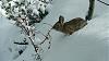 Click image for larger version. 

Name:	Winter-Rose.jpg 
Views:	149 
Size:	241.0 KB 
ID:	89603