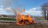 Click image for larger version. 

Name:	Russian-thistle-burn-4-2-2022.jpg 
Views:	81 
Size:	96.2 KB 
ID:	89982