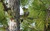 Click image for larger version. 

Name:	Blue Jay A sm.jpg 
Views:	239 
Size:	219.2 KB 
ID:	90333