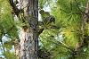Click image for larger version. 

Name:	Blue Jay B sm.jpg 
Views:	239 
Size:	242.7 KB 
ID:	90334