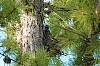 Click image for larger version. 

Name:	Blue Jay C sm.jpg 
Views:	244 
Size:	215.0 KB 
ID:	90335