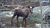 Click image for larger version. 

Name:	Yearling-calf-5-20-2022.jpg 
Views:	396 
Size:	198.2 KB 
ID:	90512