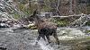 Click image for larger version. 

Name:	Splish-splash-moose.jpg 
Views:	398 
Size:	195.8 KB 
ID:	90513