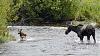 Click image for larger version. 

Name:	Cow-with-calf-6-20-22.jpg 
Views:	197 
Size:	212.1 KB 
ID:	90715