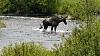 Click image for larger version. 

Name:	Cow-with-calf-6-20-2022.jpg 
Views:	198 
Size:	204.5 KB 
ID:	90716