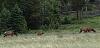 Click image for larger version. 

Name:	elk1.jpg 
Views:	192 
Size:	288.0 KB 
ID:	90720