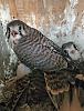 Click image for larger version. 

Name:	Kestrel-chicks-6-30-2022.jpg 
Views:	170 
Size:	263.0 KB 
ID:	90820