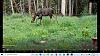 Click image for larger version. 

Name:	Yearling-bull-7-5-22.jpg 
Views:	266 
Size:	298.8 KB 
ID:	90880