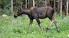 Click image for larger version. 

Name:	Yearling-bull-7-5-2022.jpg 
Views:	269 
Size:	228.3 KB 
ID:	90881