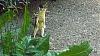 Click image for larger version. 

Name:	Long-tailed-Weasel-8-6-22.jpg 
Views:	225 
Size:	167.1 KB 
ID:	91176