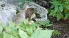 Click image for larger version. 

Name:	Weasel-with-Cottontail.jpg 
Views:	224 
Size:	130.9 KB 
ID:	91177