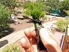 Click image for larger version. 

Name:	Hybrid-Rivoli's-x-Black-chinned.jpg 
Views:	203 
Size:	246.8 KB 
ID:	91270