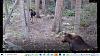 Click image for larger version. 

Name:	Cow-and-calf-running-8-28-22.jpg 
Views:	170 
Size:	278.5 KB 
ID:	91334