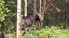 Click image for larger version. 

Name:	Moose-habitat.jpg 
Views:	397 
Size:	232.2 KB 
ID:	91476